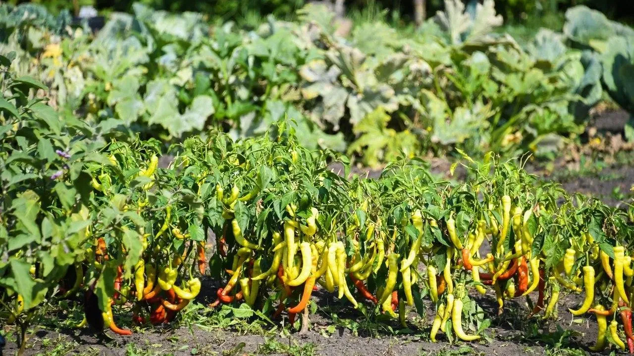 Пресс-служба Минсельхозпрод МО