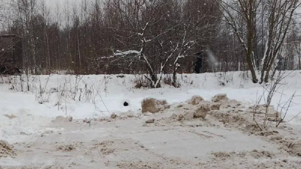 Фото: пресс-служба администрации г.о. Лосино-Петровский