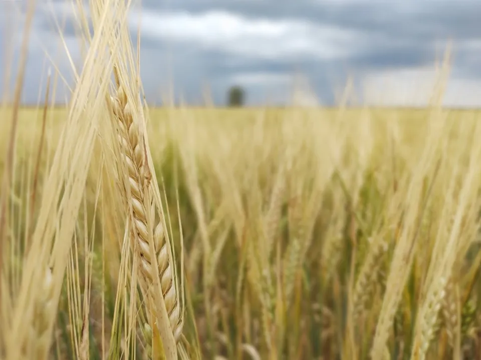 Фото: REGIONS/Алексей Селиверстов