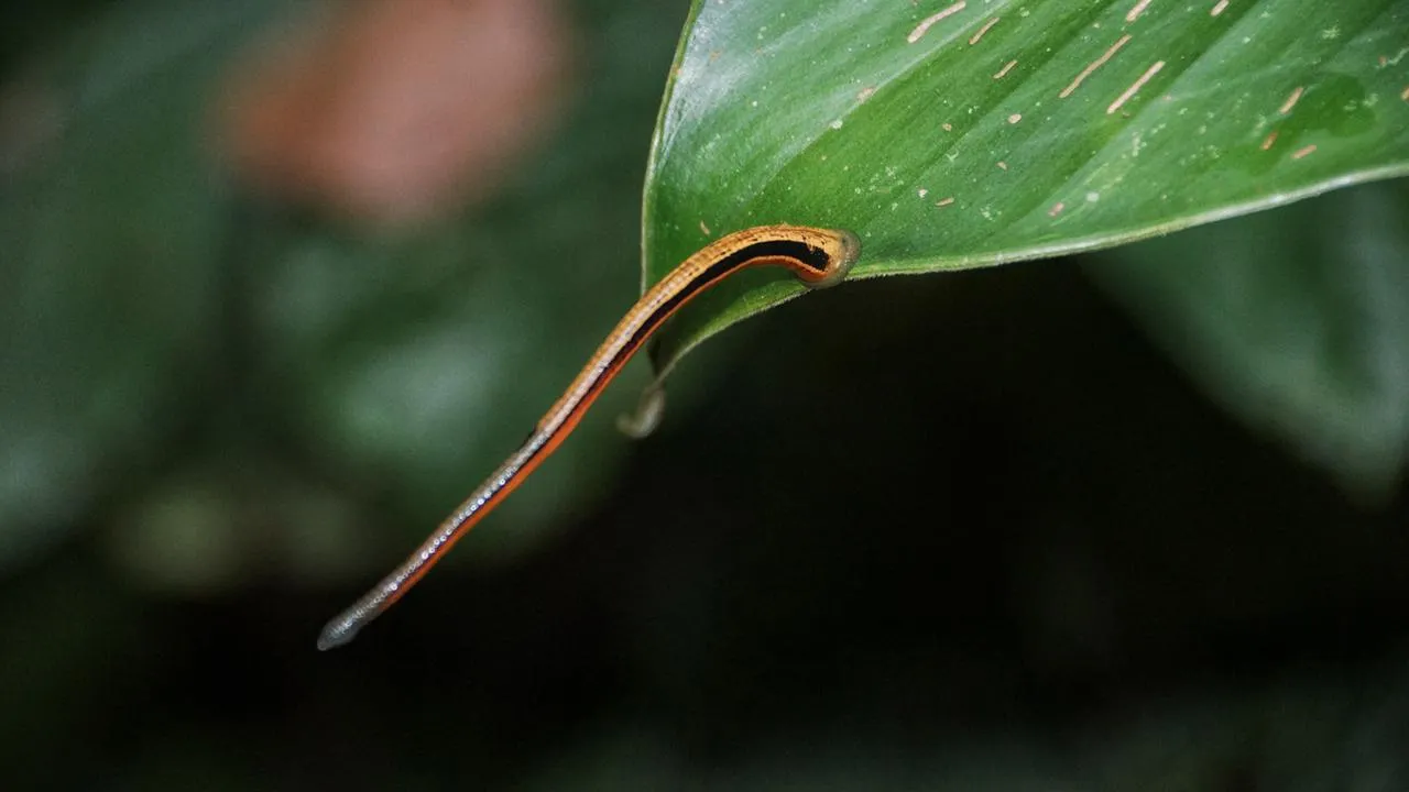 istockphoto.com/BenAkiba