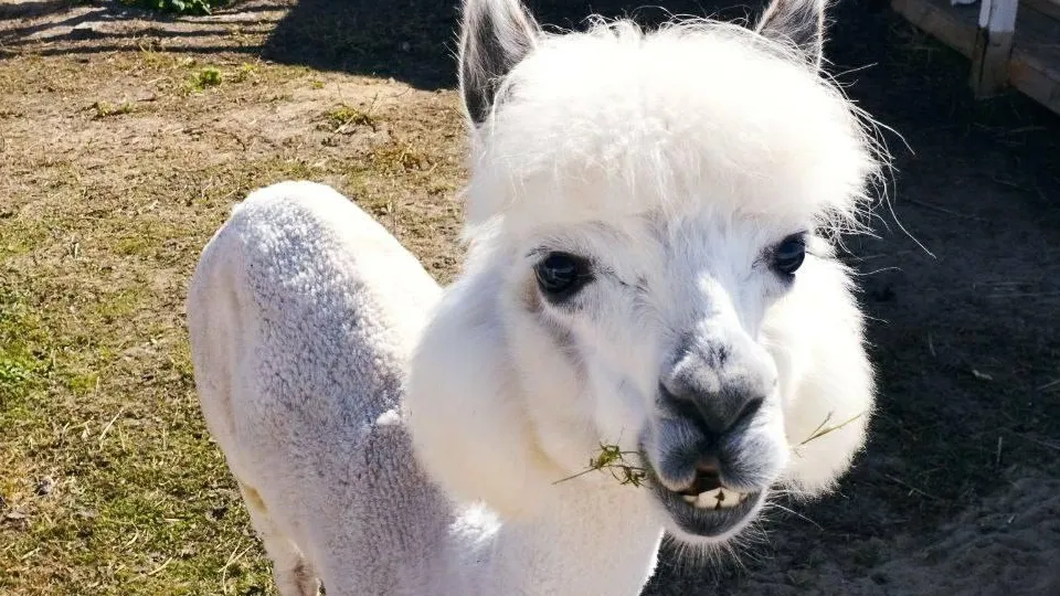 Фото: Министерство социального развития МО