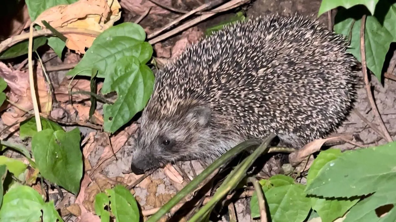 Фото телеграм-канал @rusavkino_romanovo