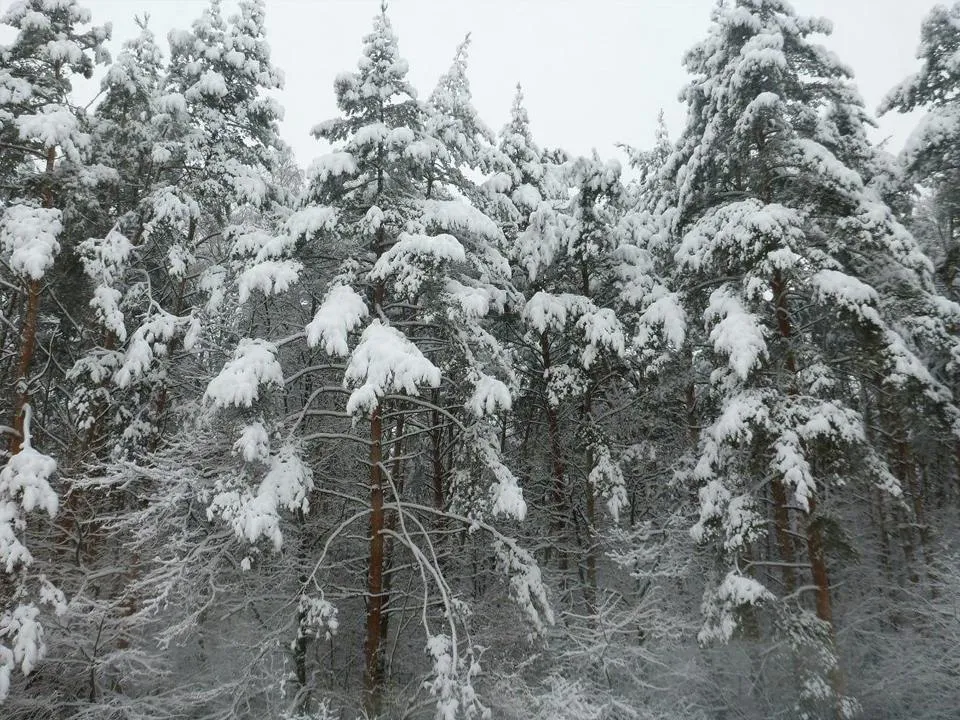 Фото: Комитет лесного хозяйства Московской области