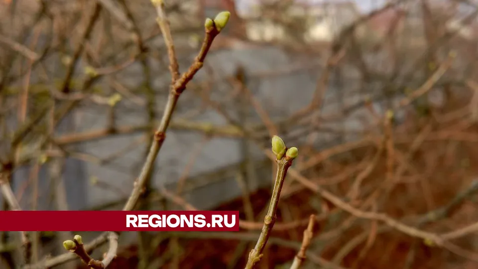 Фото: REGIONS/Василий Тремасов