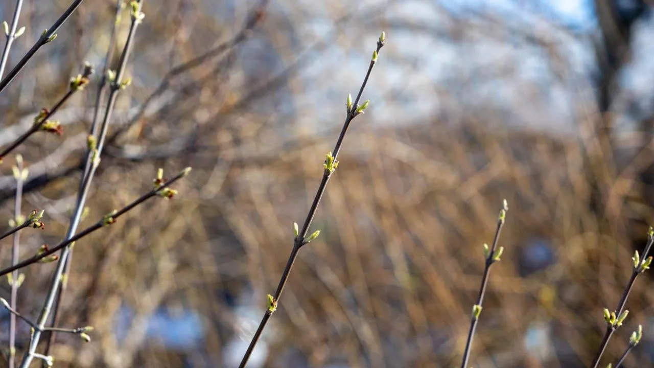 REGIONS/Роман Малышенко