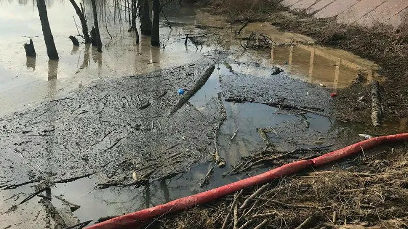 Результаты проб воды из пруда в Домодедово будут известны в течение пяти дней