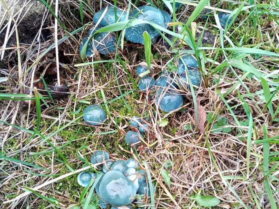 Фото: vk.com/Подслушано Павловский Посад