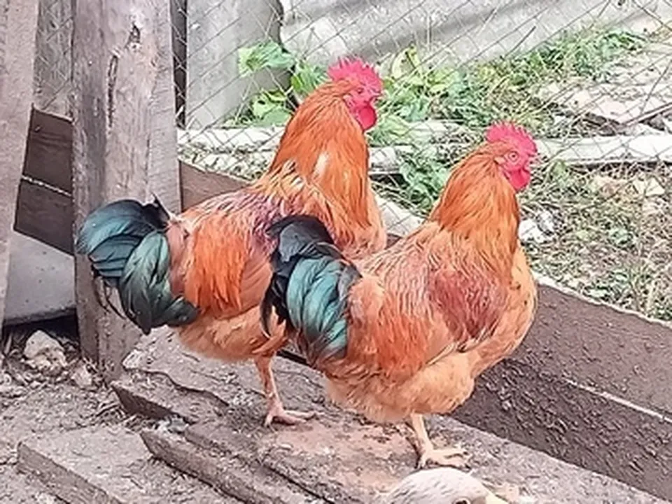 Петух породы кучинская юбилейная.&nbsp;Фото: Вера Шишова