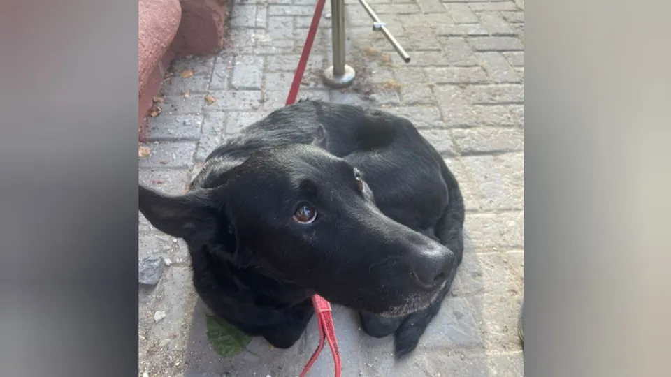 Фото: t.me/vidnye_martinci