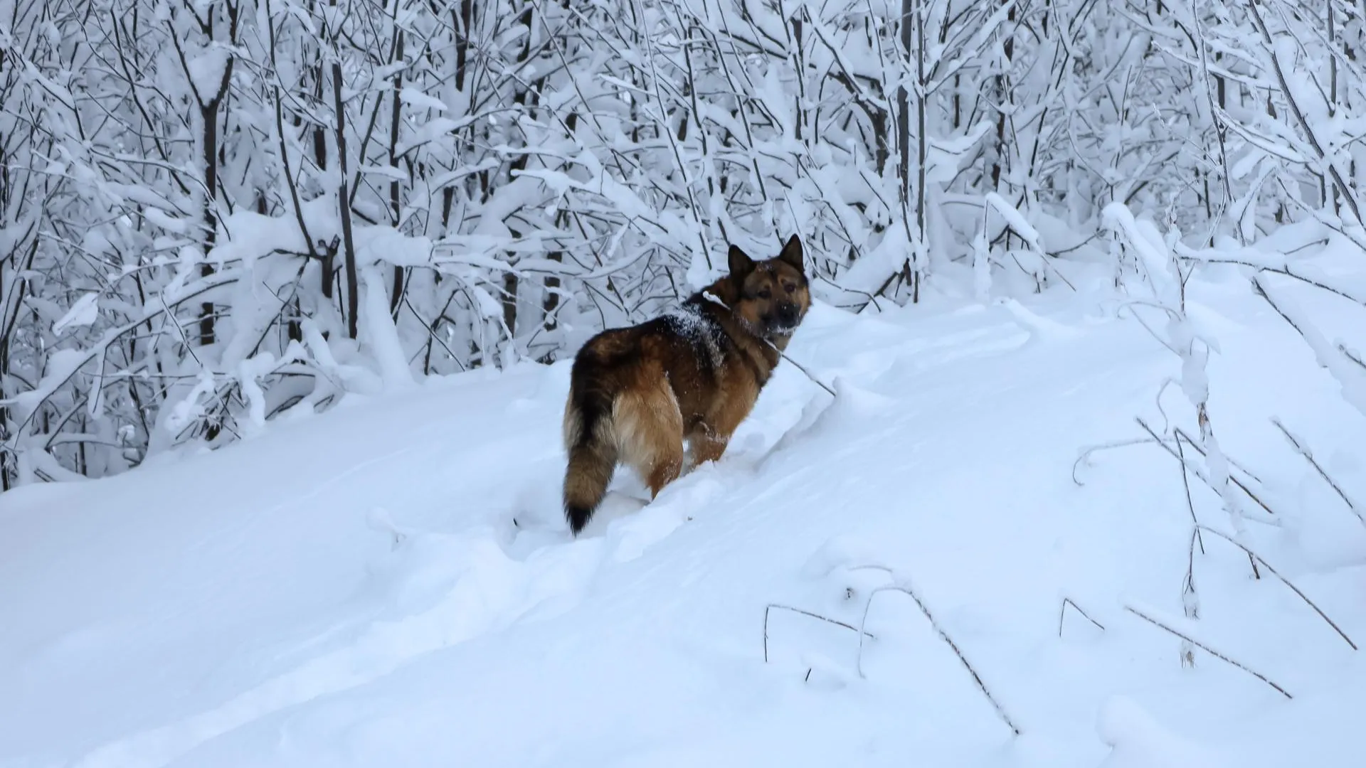 Elena Mayorova/Global Look Press