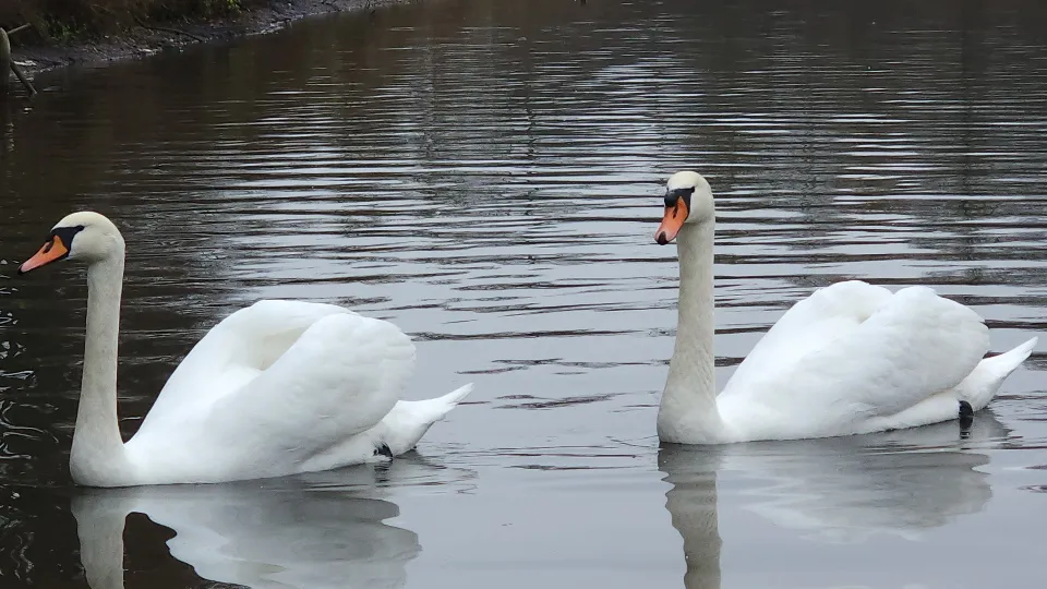 Фото: МедиаБанк Подмосковья/Валерия Тингаева