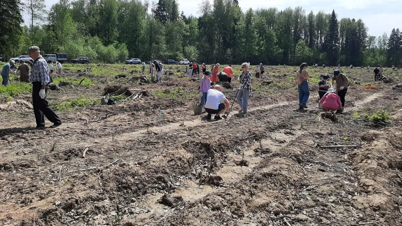 Экологическая акция «Удивительный лес» прошла в 11-й раз в подмосковной Истре