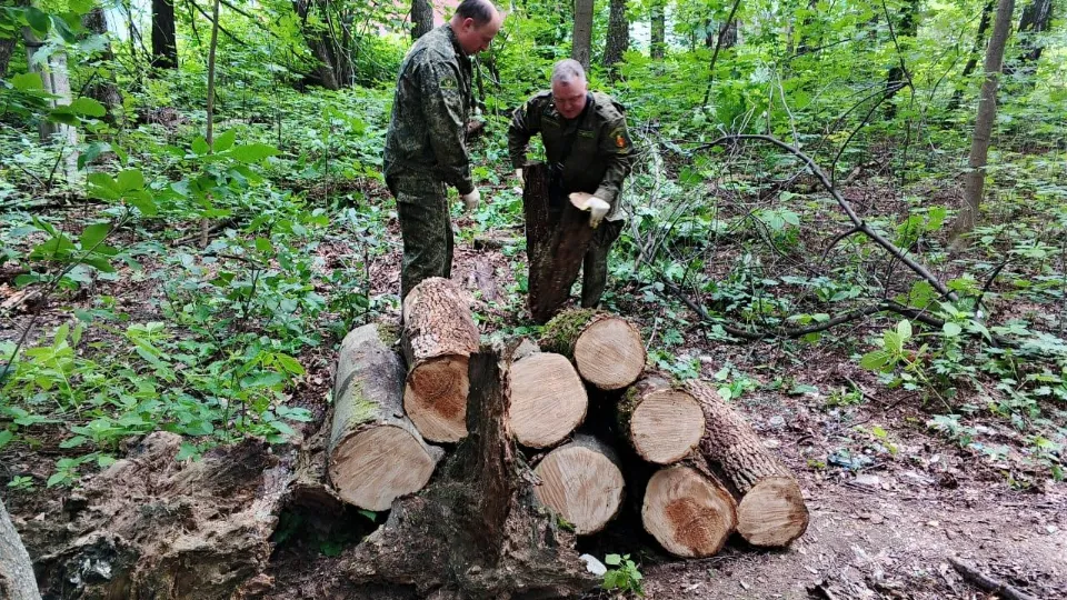 Фото: Комитет лесного хозяйства Московской области