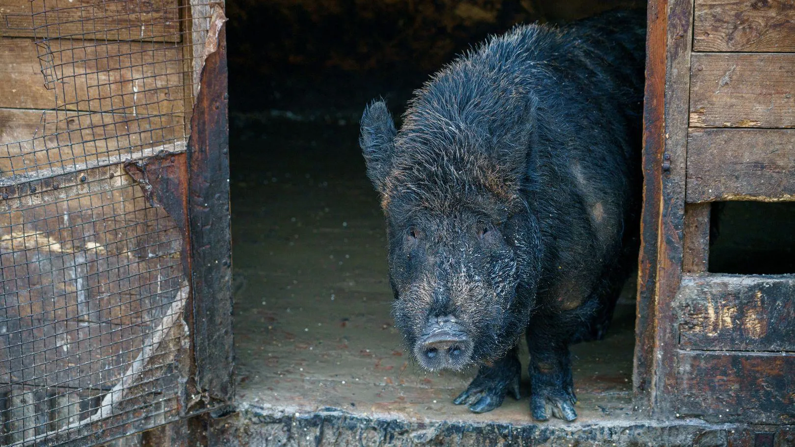 медиасток.рф