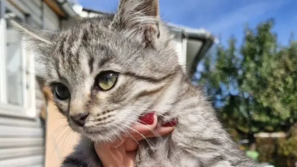 Фото: городская доска объявлений