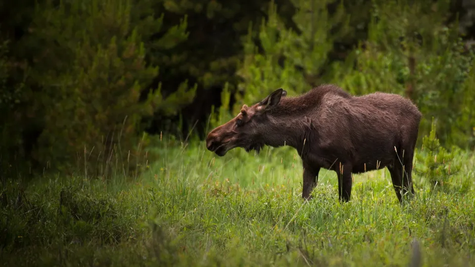 Фото: pxhere.com