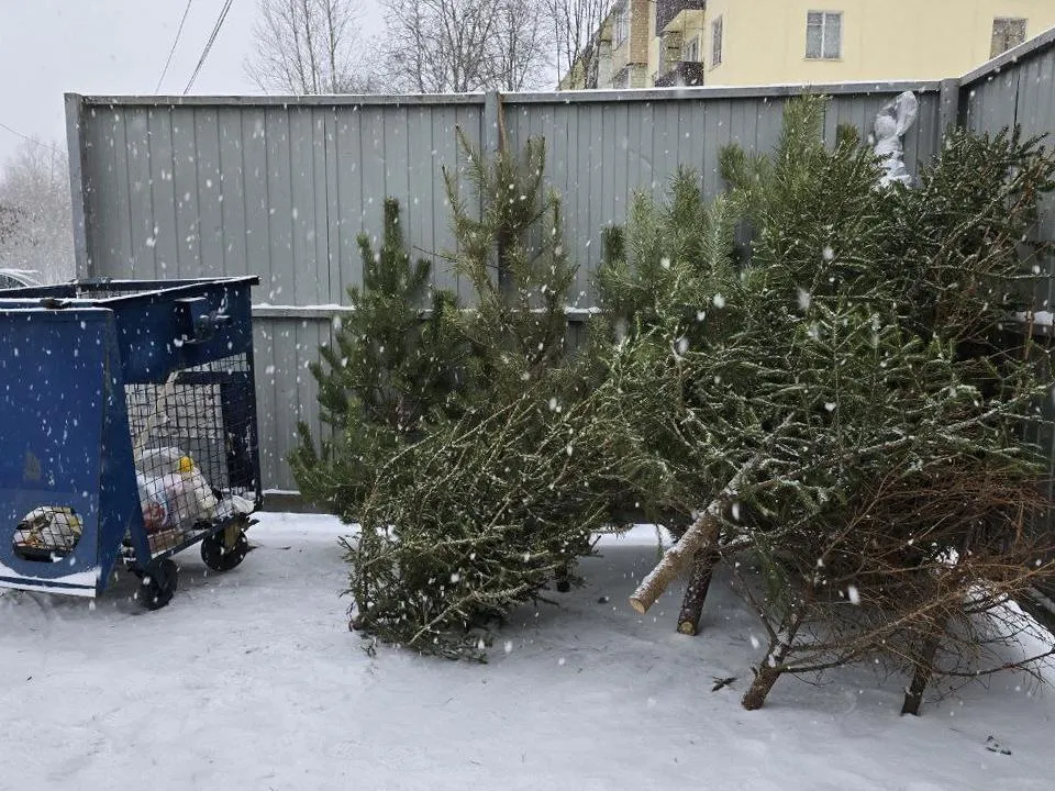 Штраф до 3 тыс. рублей: почему новогоднюю ель нельзя просто отнести на помойку у дома