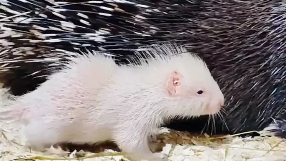 Фото: vk.com/Зооферма «Шихово»