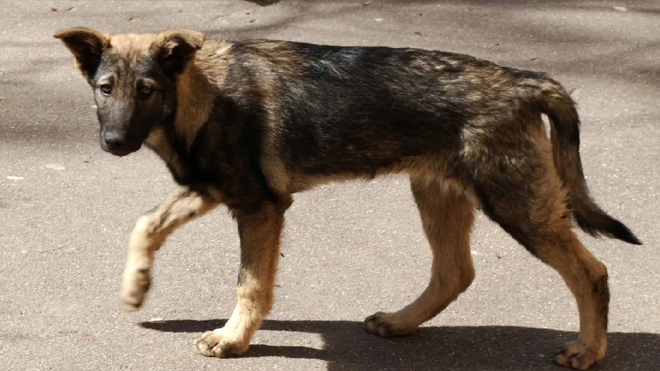 Фото: pxhere.com