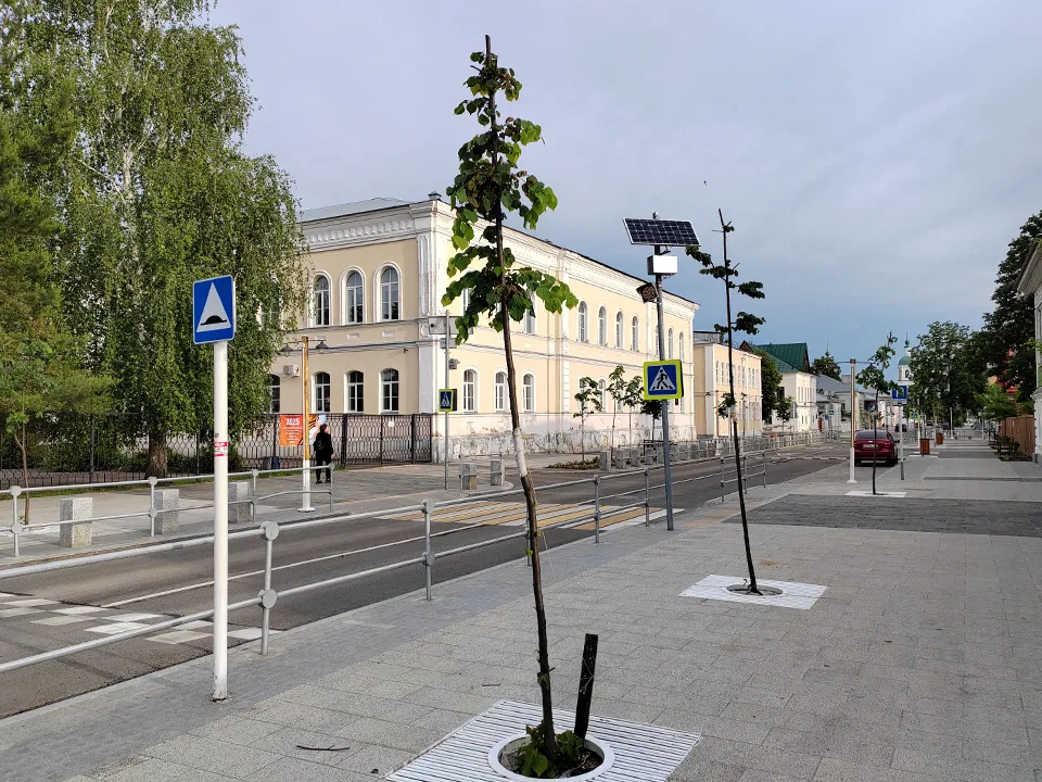 Молодые липы на ул. Красноармейской