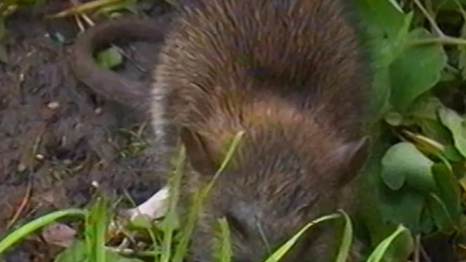 Фото: кадр из видео телепрограммы «Утро России»