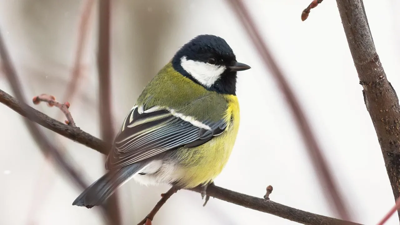 REGIONS/Антон Кондратюк