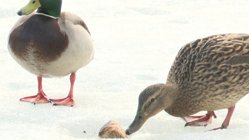 Фото: МедиаБанк Подмосковья/Ксения Казакова