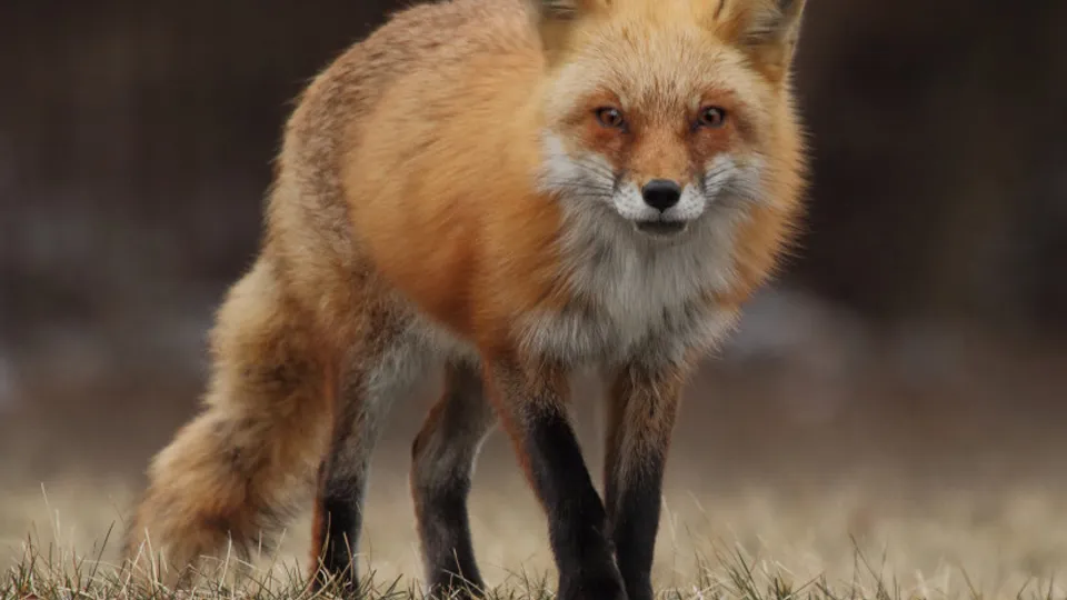 Фото: pxhere.com