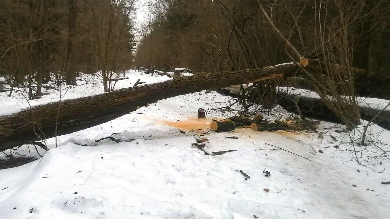 Фото: Комлесхоз Московской области