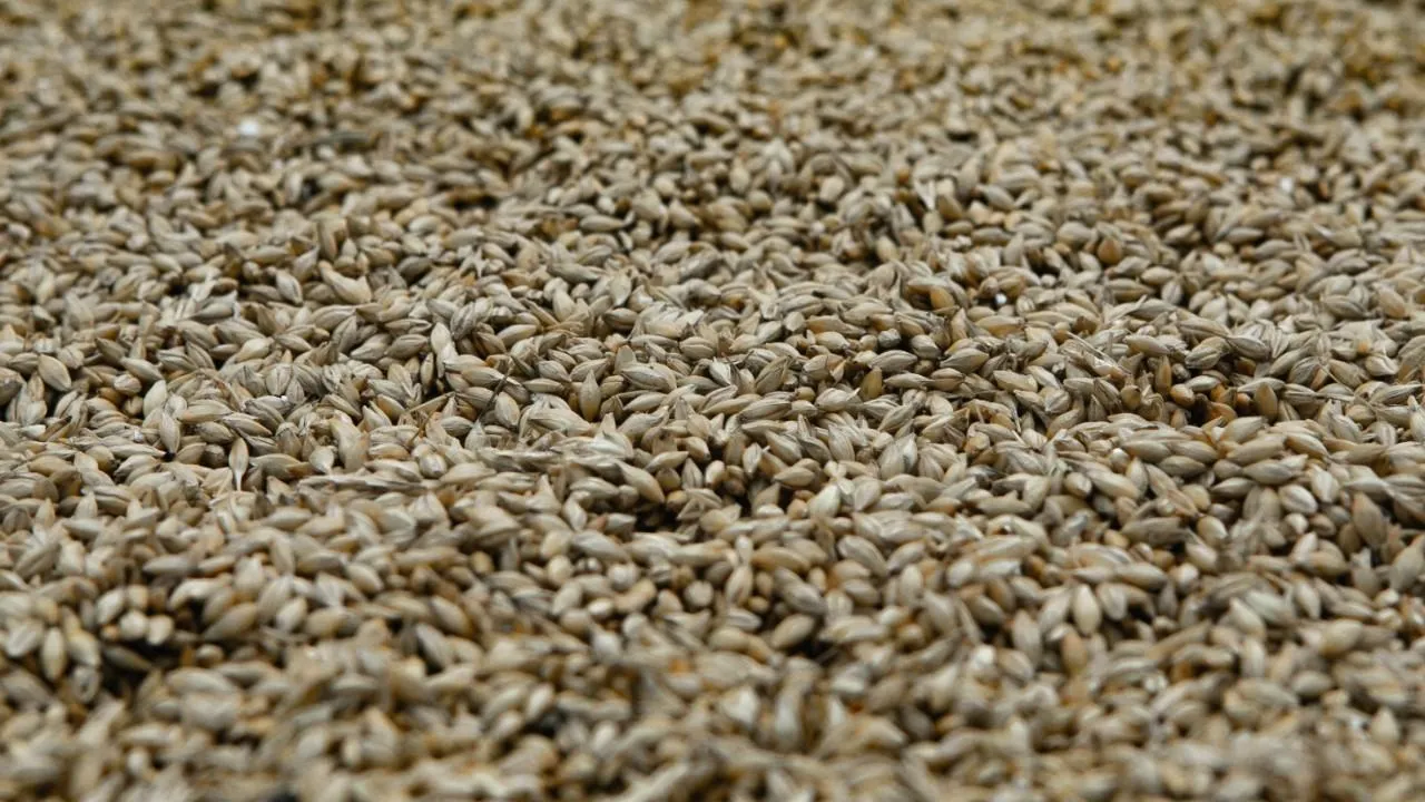 Канада осудила отказ России продлевать зерновую сделку