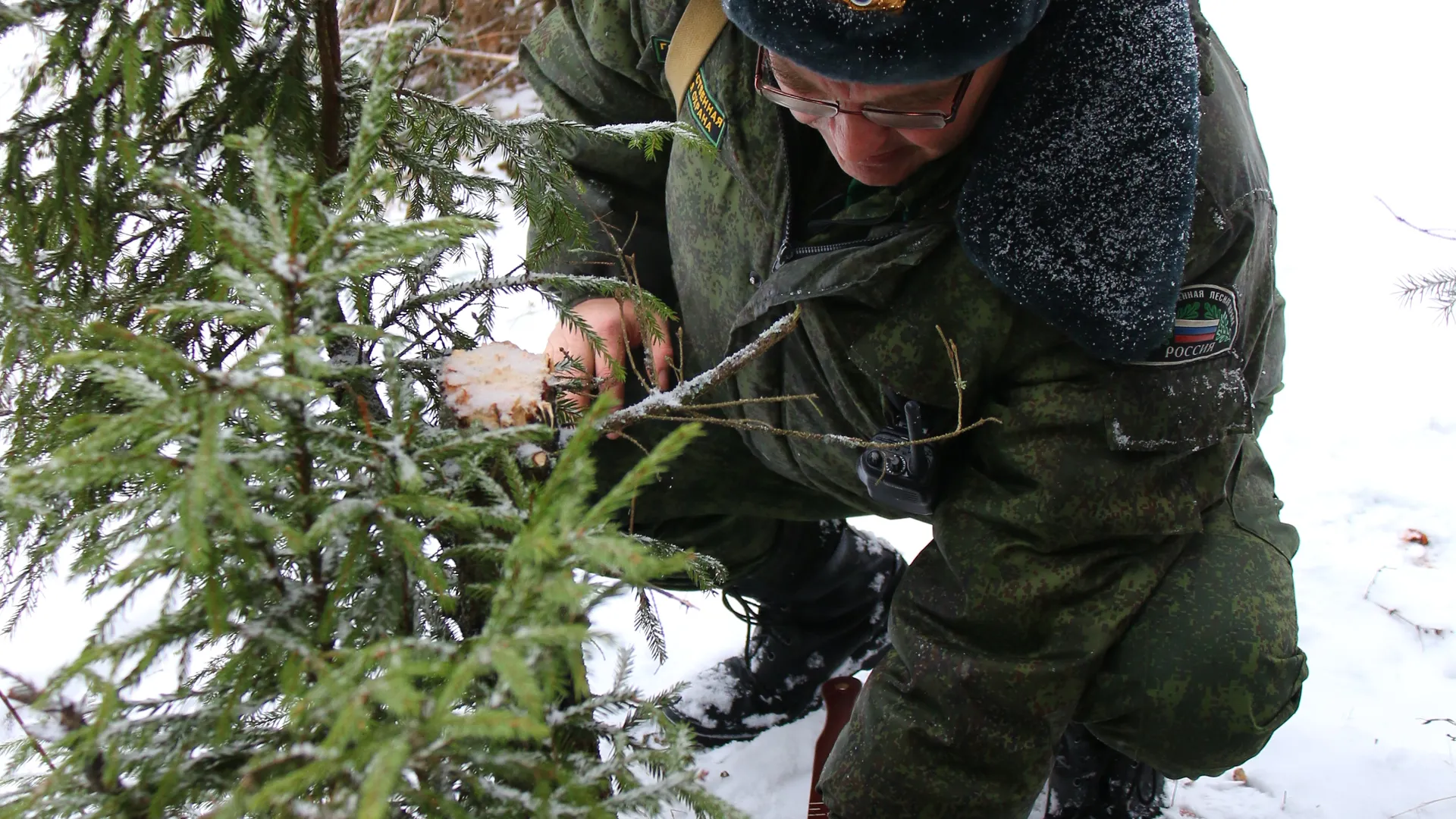 Клещи едят россиян дома: Роспотребнадзор поставил точку в споре о заразных кровососах на елках
