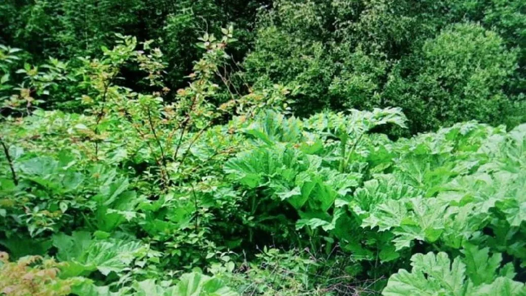 Фото минимущества