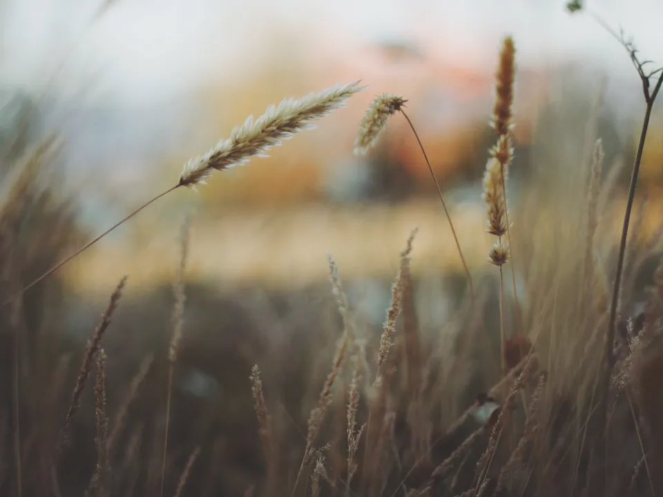 Фото: pxhere.com