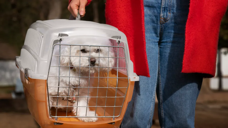 Фото: freepik.com