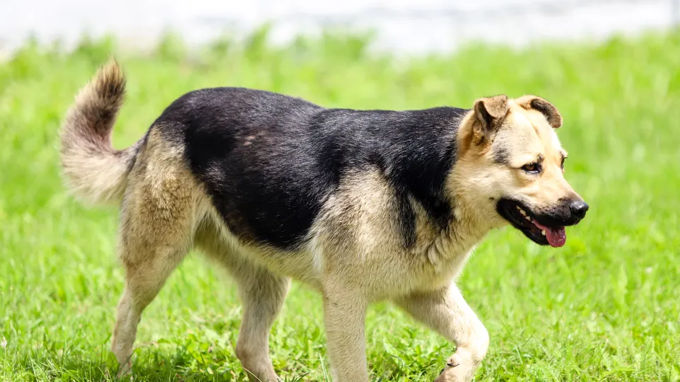 Фото: пресс-служба администрации г. о. Кашира