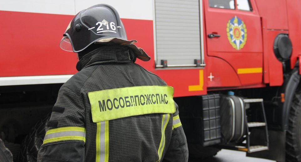 Водителей Подмосковья предупредили об активности лосей