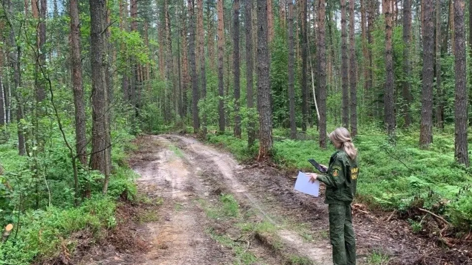 Фото: Комитет лесного хозяйства Московской области