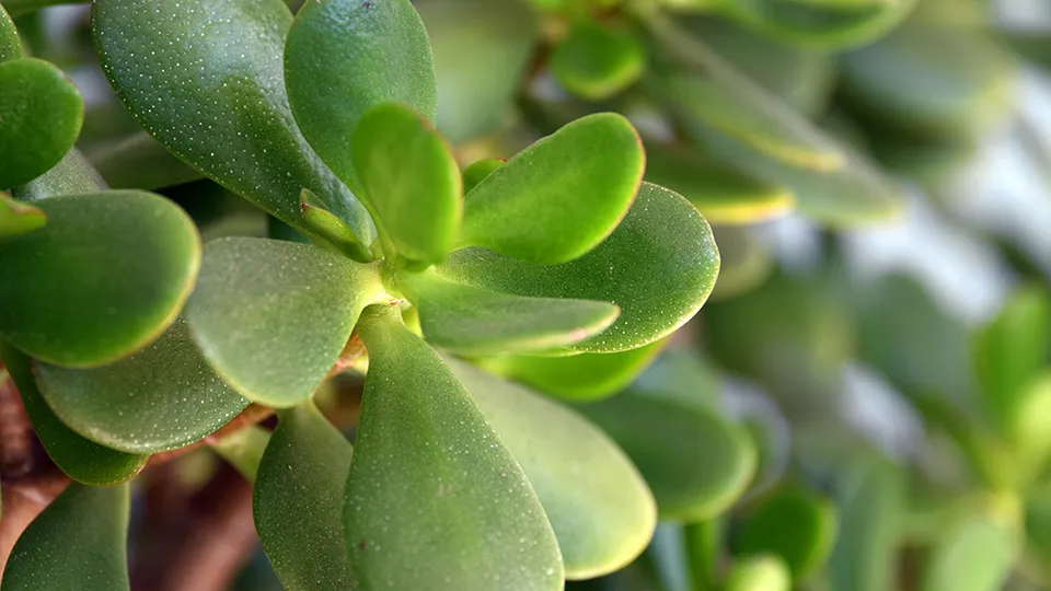 Фото: istockphoto.com/mtcurado