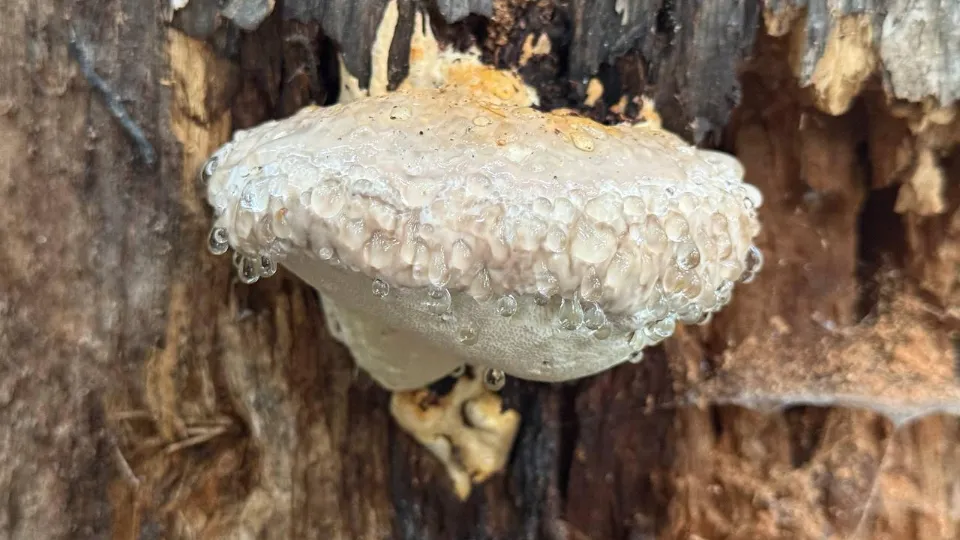 Фото: пресс-служба национального парка «Лосиный остров»