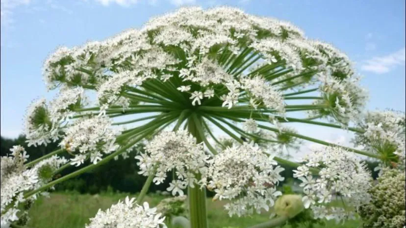 Фото: Минсельхозпрод МО