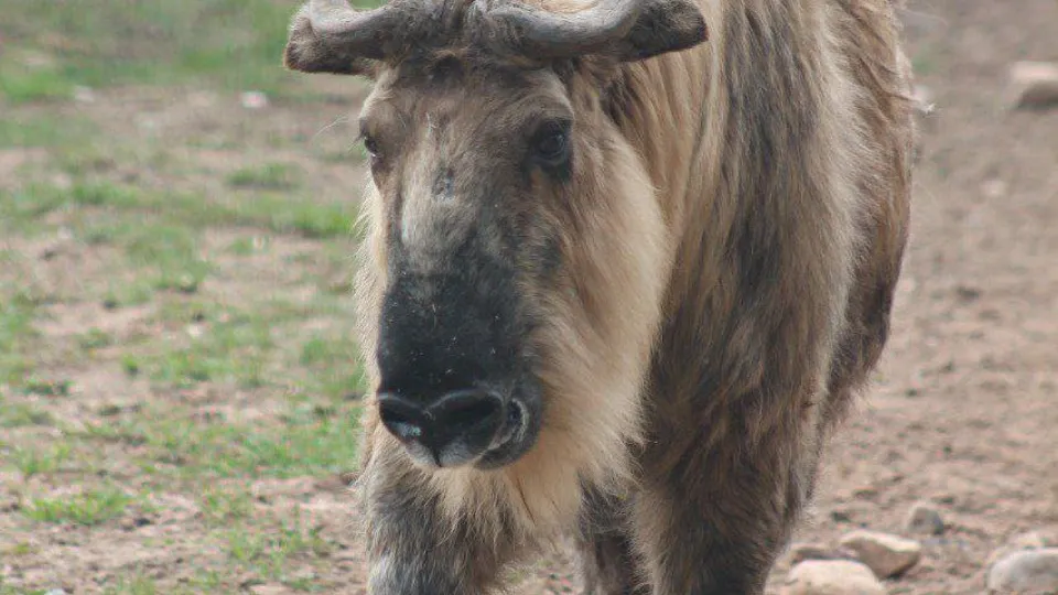 Фото: t.me/rare_animals_zoo