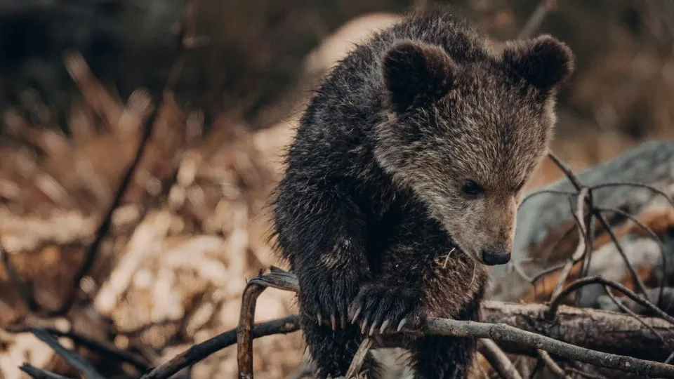 Фото: unsplash.com