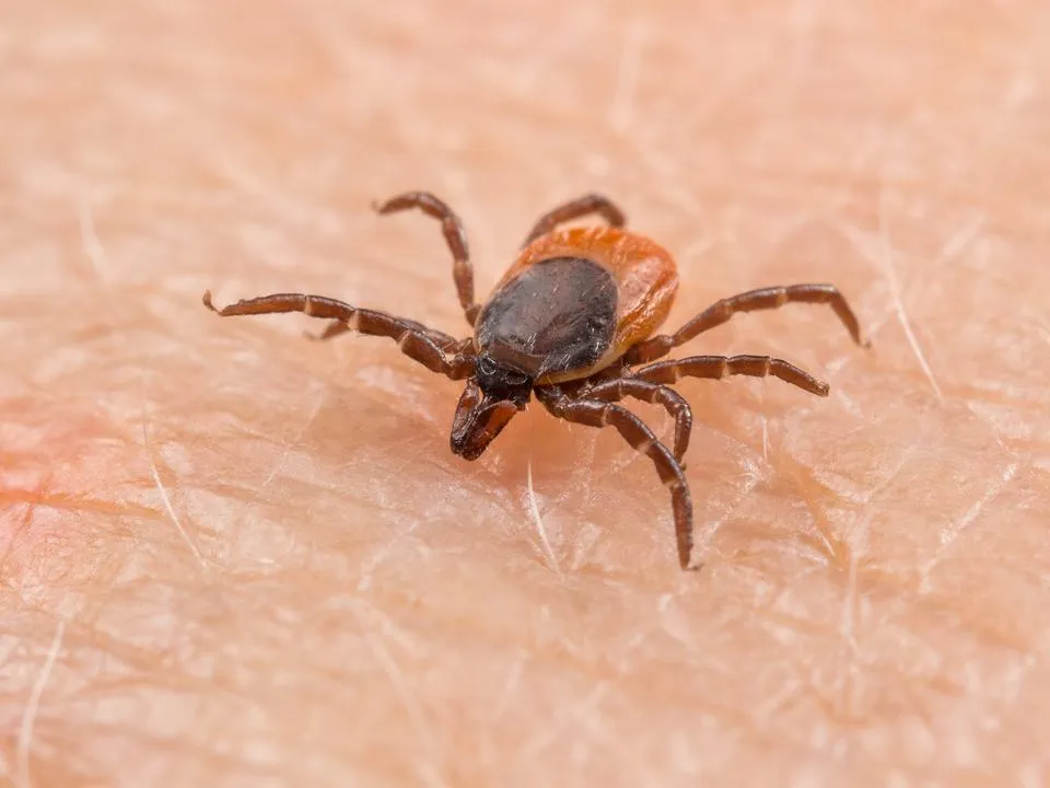 Фото: istockphoto.com/Ladislav Kubeš