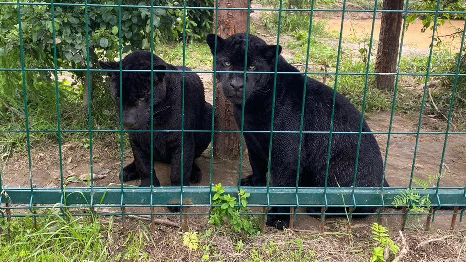 Фото: REGIONS/Дарья Орнадская