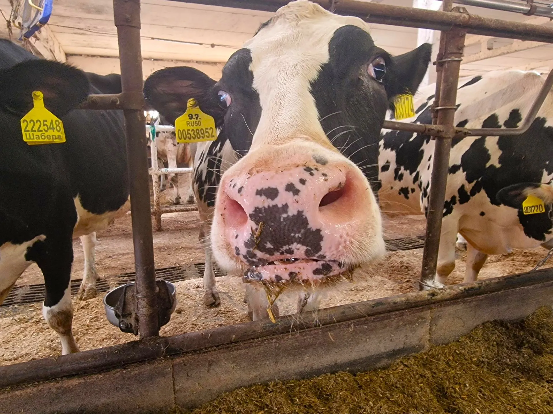 Подружки тоже хотят фото на память. Фото: REGIONS/Ольга Шаронова