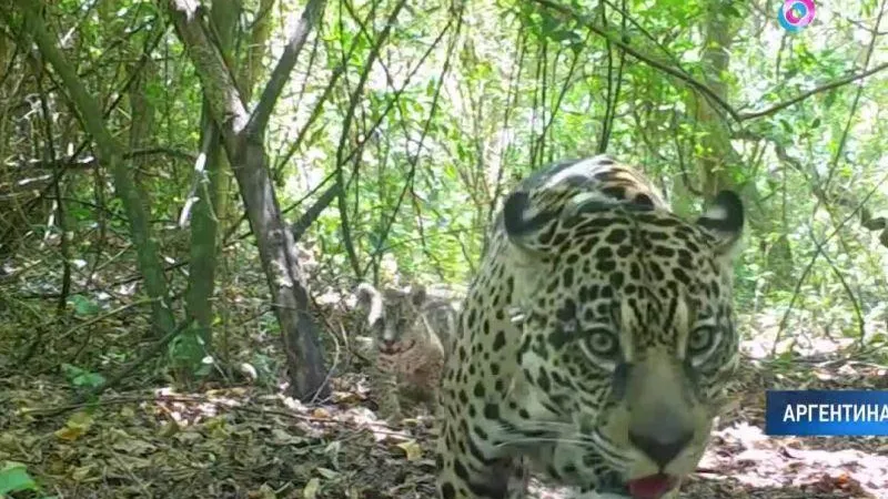 В Аргентине выпустили на волю самку ягуара