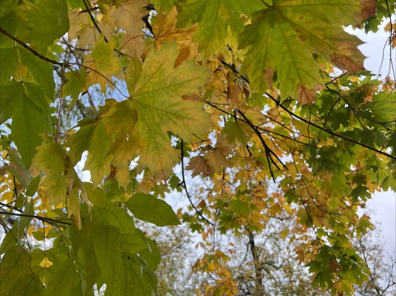 Судя по кленам, холодной зимы ждать не приходится.&nbsp;Фото: REGIONS/Татьяна Кордюкова