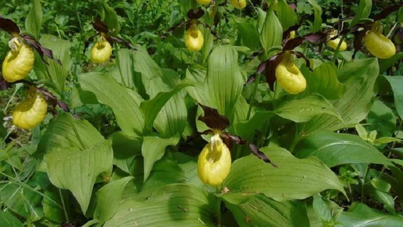 © Пресс-служба министерства экологии и природопользования Московской области