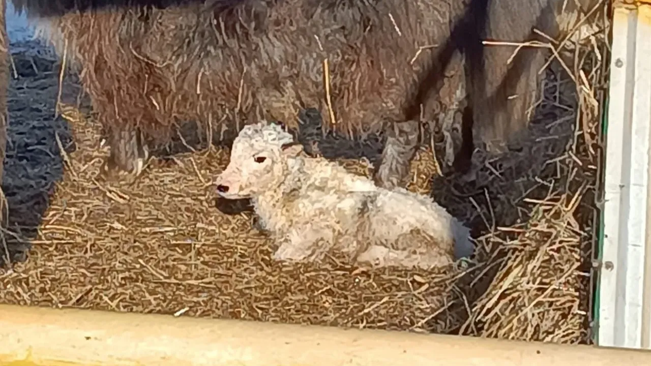 Фото: Ферма ГоркиЗОО