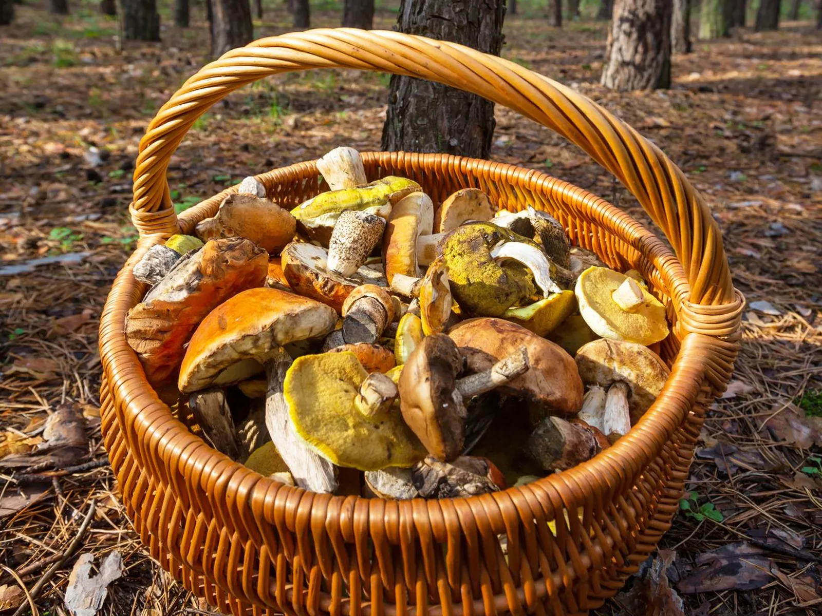 Фото: freepik.com